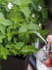 Water Mist Spraying on Fresh Mint Plant with Plant Mister, Gardening and Plant Care © Diana Akishyna