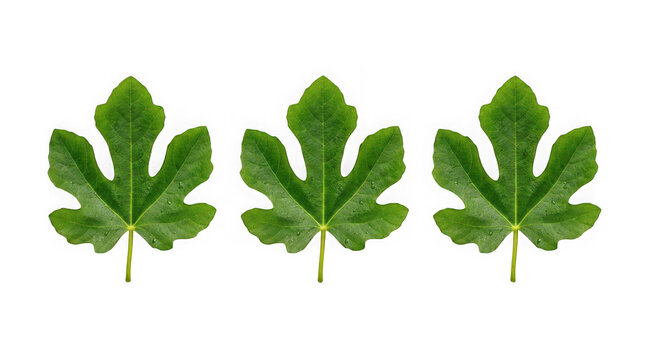 Three green fig leaves arranged in a row isolated on transparent background