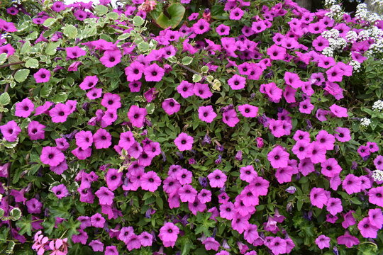 Buisson dense de fleurs de surfinia ou p&eacute;tunias de couleur rose fuchsia vif en pleine floraison dans un parc en &eacute;t&eacute;.