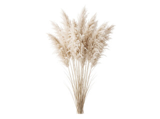 Fototapeta premium Bouquet of fluffy white pampas grass stems isolated on white background with botanical ornamental isolated background