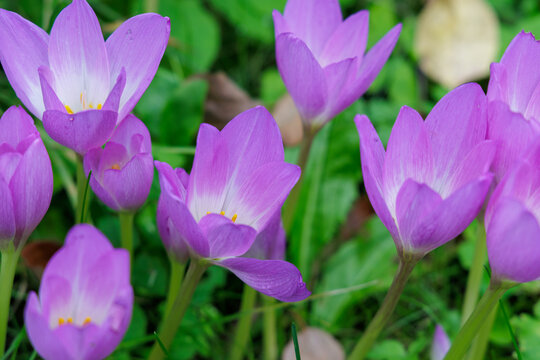 Close up view of vibrant violet autumn crocus flowers growing in a premium eco resort park in scandinavia region.