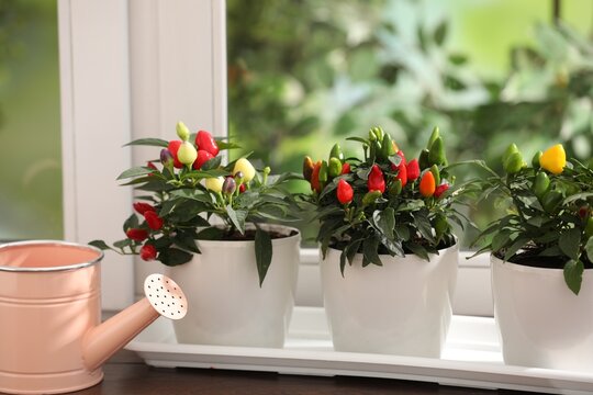 Potted chili pepper plants with ripening peppers and watering can on table near window indoors