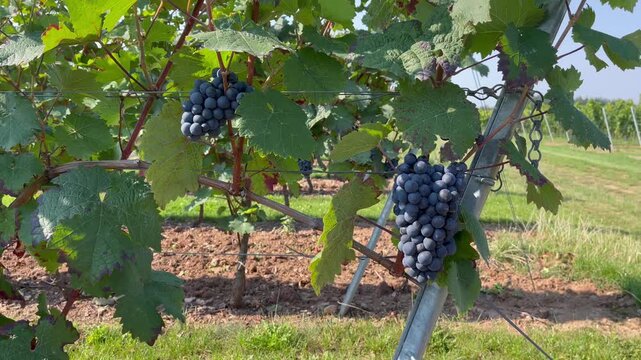 Dolly out tracking shot moving backward from ripe red grapes on grapevine in vineyard