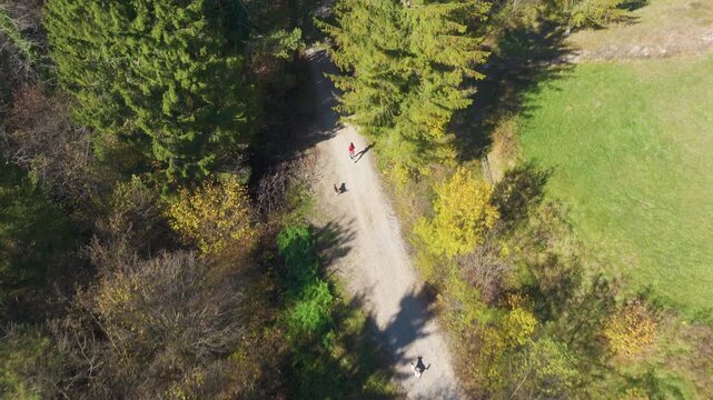 AERIAL TOP DOWN: Two mixed breed dogs accompany a woman jogging along a gravel road between autumn woodland and a green meadow. Outdoor recreation with furry pets among golden and green forest foliage