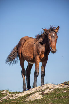 Majestic brown wild horses roaming freely through an open natural landscape, captured in detailed, photorealistic wildlife photography.