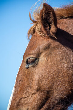 High-resolution equine wildlife scene featuring brown mustangs, textured coats, flowing manes, and a dramatic countryside backdrop.