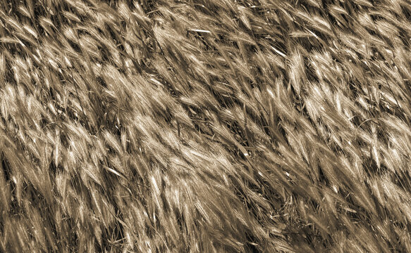 A layer of green ears of grain