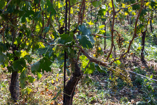 Vineyard after mechanical grape harvesting, with bare vines and remaining grape stems visible on the trellises, showing the aftermath of the harvest in a sunny vineyard.