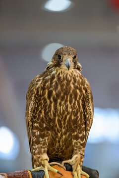 Doha, Qatar: Portrait of a falcon at Katara International Hunting and Falcons Exhibition 2024 (S'hail)