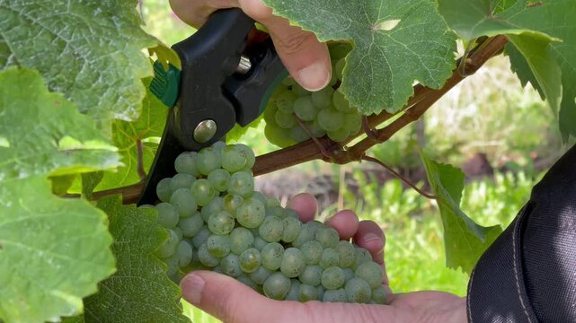 Winemaker harvesting ripe white grape cluster with pruning shears during hand harvest