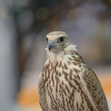 Doha, Qatar: Portrait of a falcon at Katara International Hunting and Falcons Exhibition 2024 (S'hail)