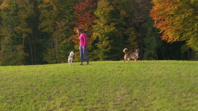 AERIAL: Two playful dogs leap onto each other in energetic play while a smiling woman watches from grassy meadow. Vibrant autumn forest surrounds cheerful moments of companionship and outdoor fun.