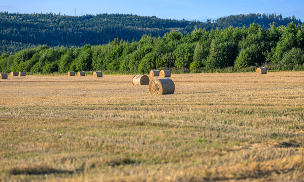 Scattered hay bales resting across broad harvested Swedish farmland.