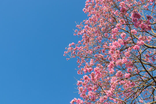 Blooming pink lapacho (Handroanthus sp.) against blue sky. Focus on botany, native Brazilian flora, spring, and copy space.