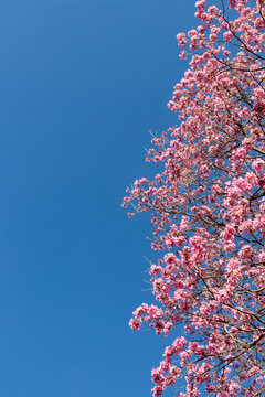 Blooming pink lapacho (Handroanthus sp.) against blue sky. Focus on botany, native Brazilian flora, spring, and copy space.