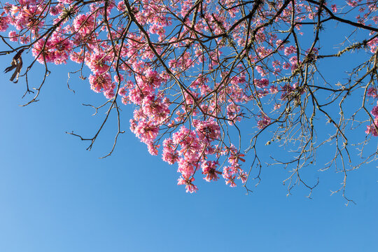 Blooming pink lapacho (Handroanthus sp.) against blue sky. Focus on botany, native Brazilian flora, spring, and copy space.