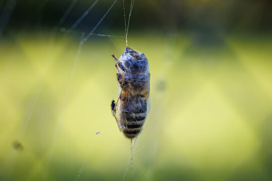 Honey bee trapped and wrapped in spider silk in a Polish garden