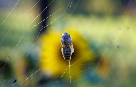 Honey bee trapped and wrapped in spider silk in a Polish garden