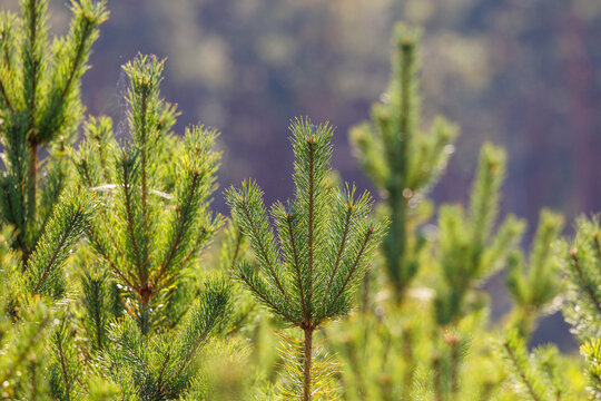 Young pine tree sapling growing in forest in Mazovia region of Poland