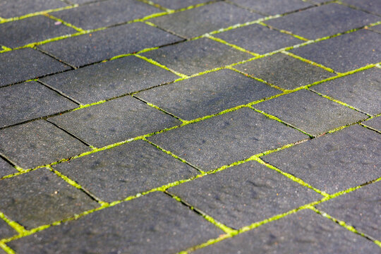 Moss growing between paving stones in Poland