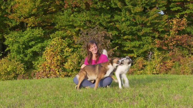 CLOSE UP, PORTRAIT: Seated woman smiles as her two mixed breed dogs tumble and play in the grass before a colorful forest. Warm sunlight, lively motion, and a relaxed outdoor mood during autumn walk.