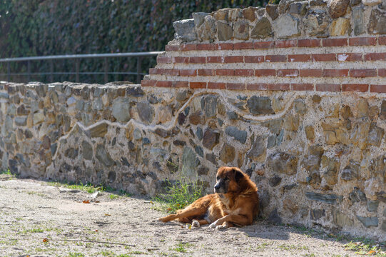 Stray dog resting against an old stone wall with brick bands at the Palace of Galerius, Thessaloniki, Greece