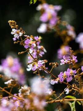 Delicate pink and white crepe myrtle flowers blooming on branch with dark bokeh background, close-up botanical detail of tropical garden blossoms