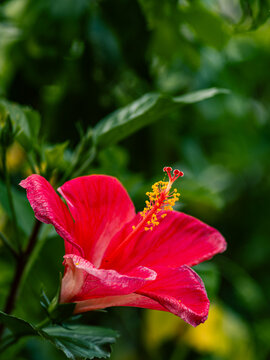 Vivid red hibiscus flower with yellow pollen stamen close-up, tropical bloom against soft green bokeh background, vibrant botanical macro