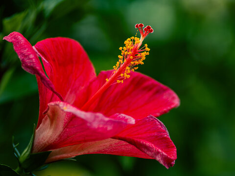 Vivid red hibiscus flower with yellow pollen stamen close-up, tropical bloom against soft green bokeh background, vibrant botanical macro
