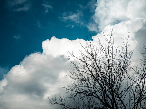 Bare tree branches silhouetted against vivid blue sky with fluffy white clouds, dramatic contrast nature background with copy space