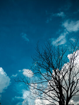Bare tree branches silhouetted against vivid blue sky with fluffy white clouds, dramatic contrast nature background with copy space