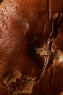 Close-up of a forest mushroom. Top view. Boletus.