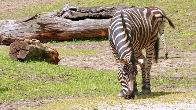 Two zebras graze peacefully on a grassy paddock, showcasing bold black and white stripes and calm natural behavior in a sunlit wildlife setting, evoking serenity and wild beauty
