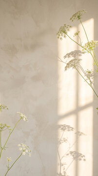 White Queen Annes Lace flowers casting delicate shadows on a warm textured wall