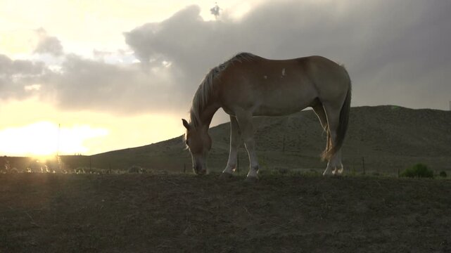 Horse on hill eating at sunset
