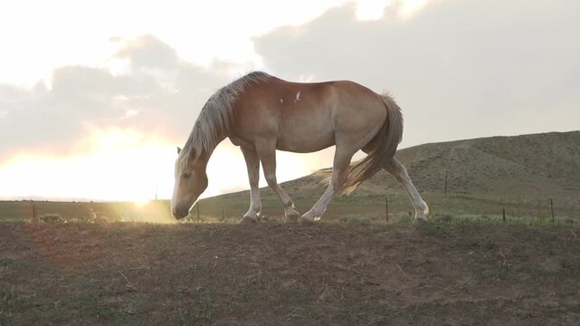 Horse on hill at sunset slow motion
