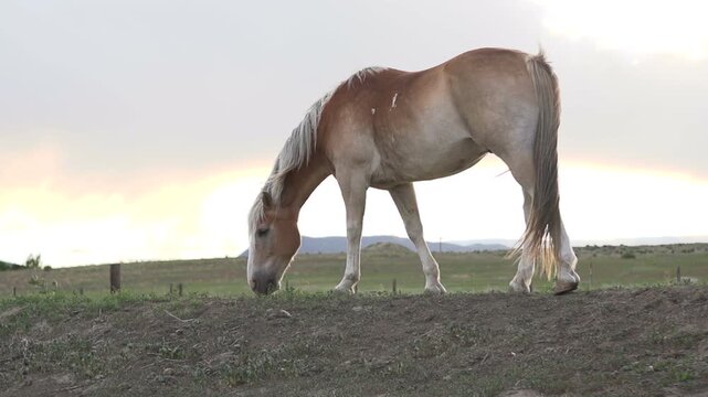 Horse eating grass at sunset slow motion
