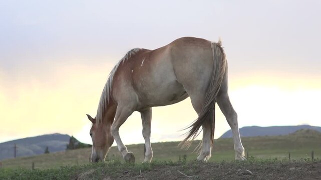 Horse at sunset eating through grass slow motion
