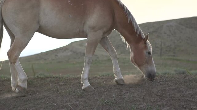 Horse kicking up dust in slow motion