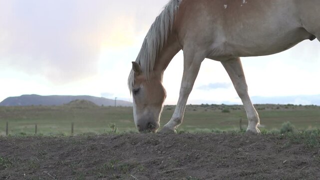 Horse searching through dry land for grass
