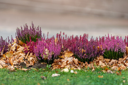 Pink and purple heather blooms brighten autumn garden among dry fallen leaves and green grass. Seasonal flowerbed creates colorful natural texture with cozy fall mood and soft outdoor background