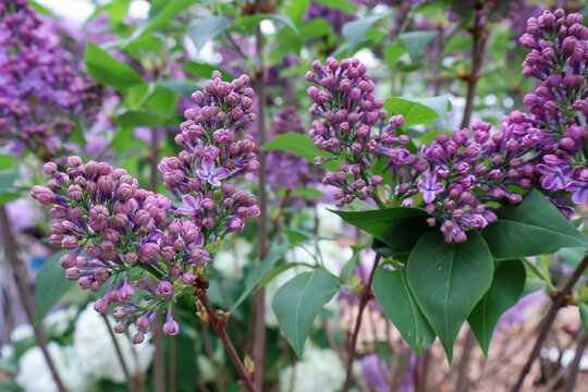 Blooming purple lilac flowers on a bush with green leaves.  Beautiful purple syringa lilac flowers blooming in a spring garden .
