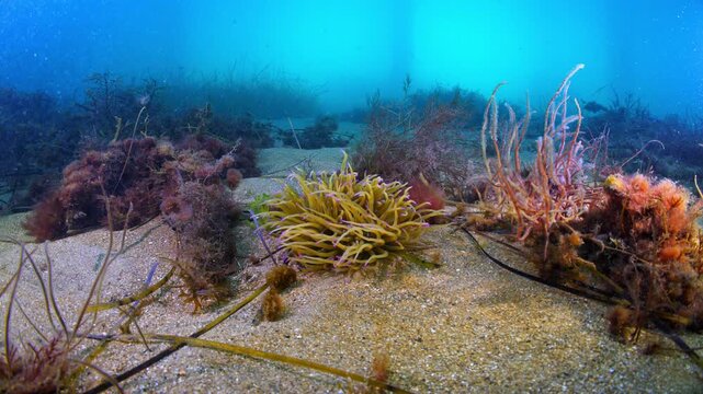 Wide angle underwater shot of anemone on sandy sea bed near pier in Swanage, UK