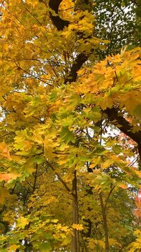 Golden and green maple leaves on tall branches sway gently in an autumn forest. Slow motion FHD vertical footage