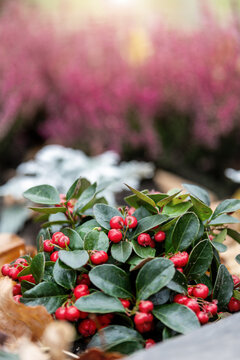Red wintergreen berries and glossy evergreen leaves stand among dry autumn foliage, with pink heather softly blurred behind. Seasonal garden closeup creates vivid fall texture and decorative mood