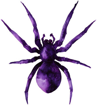 Water color illustration of Spider for Halloween on transparent background