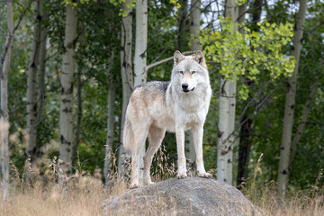 dominant grey wolf standing on work in forest  © Amy