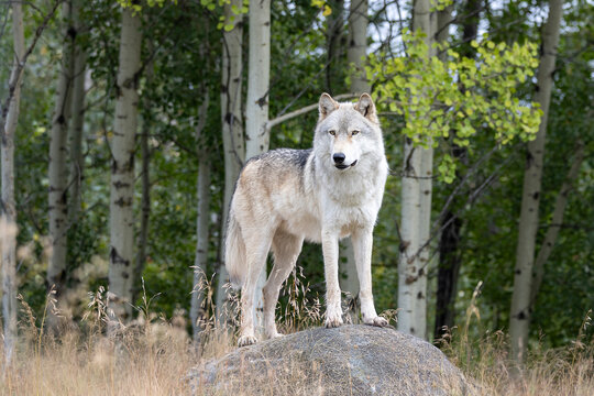 dominant grey wolf standing on work in forest 