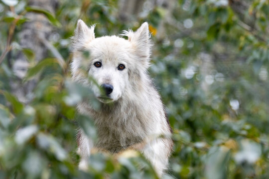 adorable wild wolf in the forest surrounded by trees