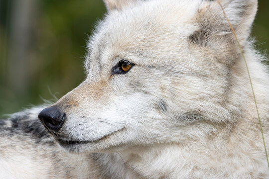 close up portrait of white wolf face side profile 